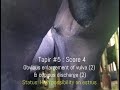 #9 Vulvar scoring for estrus monitoring in Malayan tapir