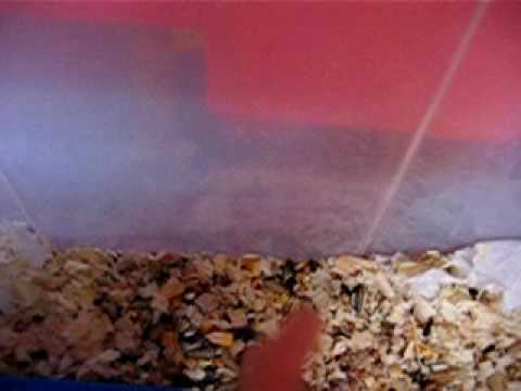 Pictures Of Hamsters Giving Birth. Hamster Farm. Hamster Farm