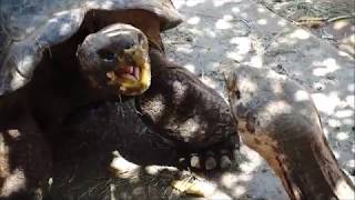 Tortoise fight.