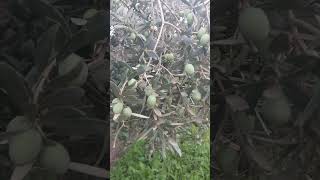Rekor Kırdıran Zeytin Verimi