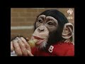Chimps Play Happy Families