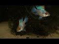 ELECTRIC BLUE BALLOON RAMS FEEDING ON CYCLOPS AT TYNE VALLEY AQUATICS