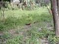 Pikat Ayam Hutan E5 3 images Pikat Ayam Hutan E5 3