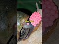 How Do Snails Lay Eggs?