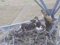 Ferruginous Hawk - Fooddiet Ferruginous Hawk - Fooddiet