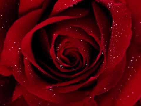 Grow me a garden of roses paint me the colors of sky and rain