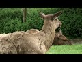 Zoo Denmark