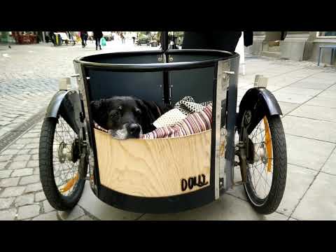 #shorts #велосипед #жизньвевропе VLOG велосипед для псины. Как катают собак на велосипедах