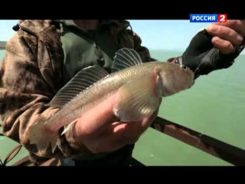 на что ловят кутума в реках на что ловят кутума в реках
