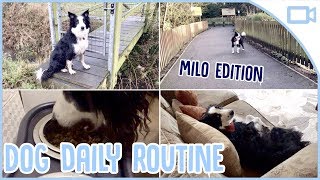 Daily Routine for Dogs!