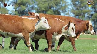 LOTE 75 | Remate Braford Estância do Sossego 2021