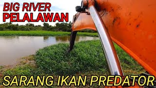 Beko Besar Alat Berat Terapung Amphbious Excavator Normalisasi Sungai Besar Sarang Ikan Predator