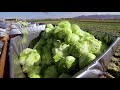 lettuce