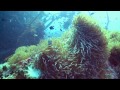One Day Diving : Koh Tao, Thailand
