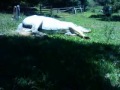 cavalo deitado descansando cavalo deitado descansando