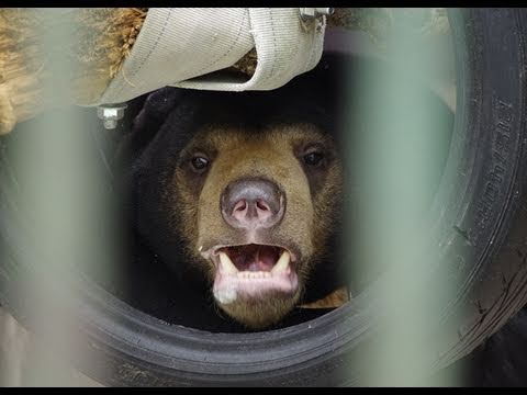 マレーグマのウメキチ公開初日（円山動物園）~Malayan Sun Bear
