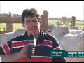 Tabapuã O Zebu do Brasil - Parque das Vacas Tabapuã