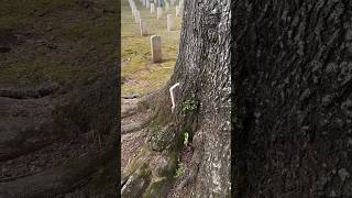 Watch Trees Cemetery video