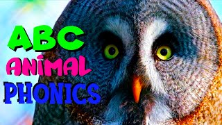Animal Alphabet A-Z Phonics Animals Abc