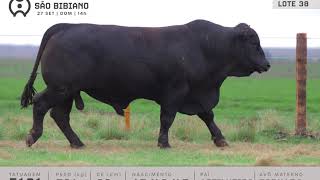 LOTE 38 - TOUROS BRANGUS - LEILÃO VIRTUAL SÃO BIBIANO 2020