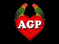 agapornis