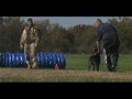 DOGS AT PSA NATIONALS 23 OCTOBER 2011 (K)