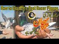 Racer Pigeon's Main Points | Best Points In A Racer Pigeon | Explanation by Walid Alam | Pigeon Cote