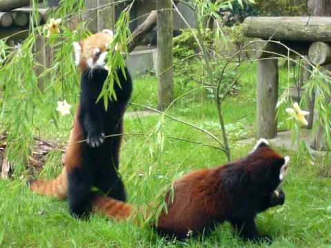 レッサーパンダの七夕　八木山動物公園