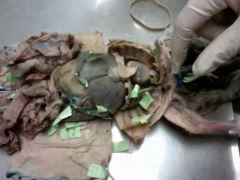 Rabbit Anatomy Organs/Vessels - YouTube