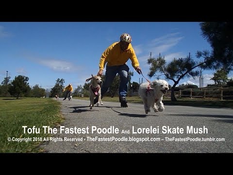 Dog Mushing with Little Dogs on Rollerblades – Tofu The Fastest Poodle and Lorelei