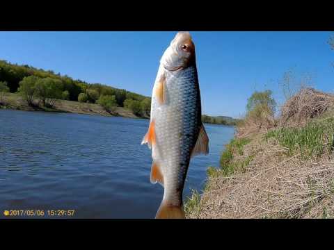 рыбалка на нересте видео рыбалка на нересте видео