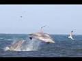 bottlenose dolphin - natural predators bottlenose dolphin - natural predators
