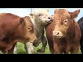 Teagasc BETTER Farm Beef Programme - Joe Murray