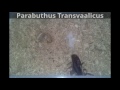 5th instar Parabuthus Transvaalicus