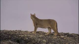 Age Of Big Cats 2018 - Puma Concolor Daggetti Screen Time