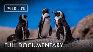 African Penguins On Verge Of Extinction? Full Doentary