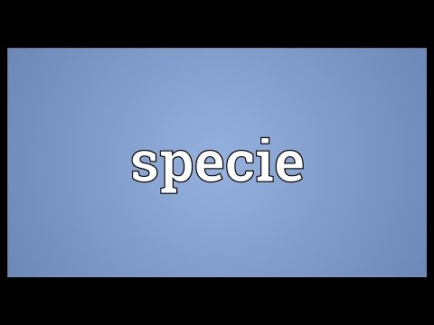 Header of specie