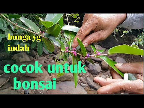 hunting bonsai black maba dan serut lanang yg jarang