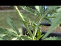 Baby Stick Insect (Praying Mantis) on Cannabis Plant (Jack The Ripper) in HD