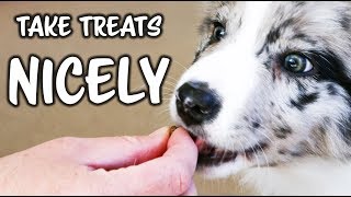 Take Treats NICELY and GENTLY - 3 GAMES for DOGS and PUPPIES - Training by Kikopup