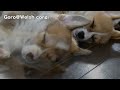 Mad Max Puppies are sleeping / ???????????G??????????????????? ED ??????