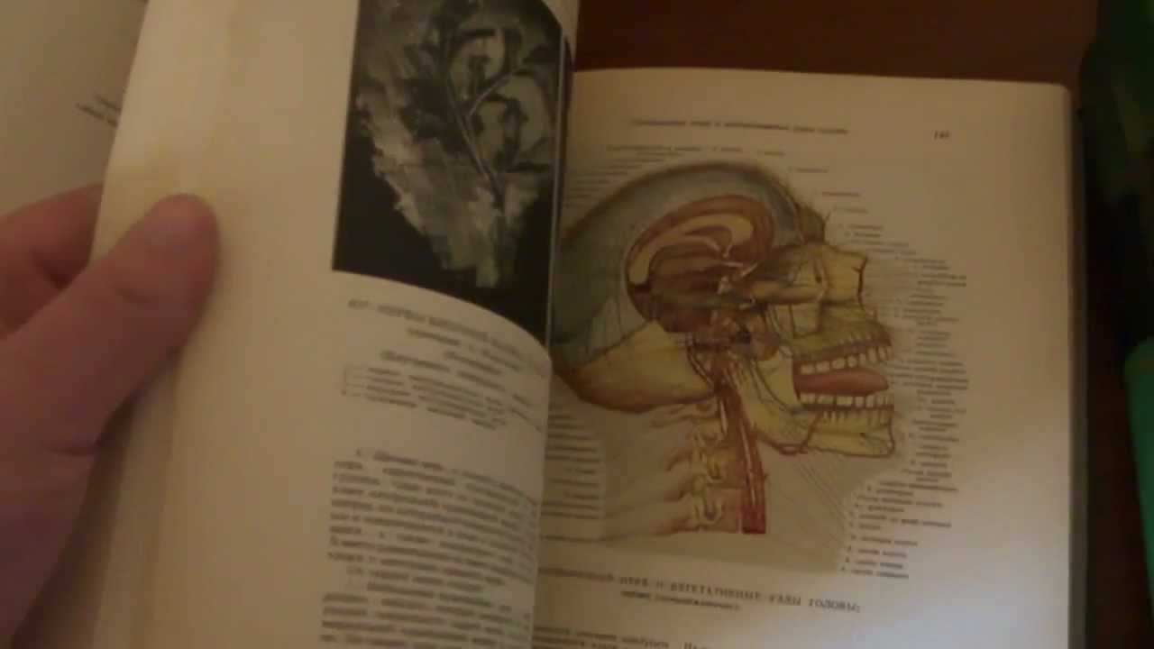 Скачать анатомия человека сапин формат pdf