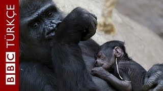 Kilo aldığı sanılan goril hamileymiş - BBC TÜRKÇE