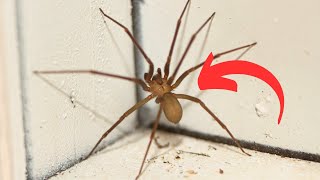 Cher Les Araignées Pour Toujours Ce Spray Naturel Quelles Détestent