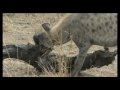 Spotted Hyena Pups