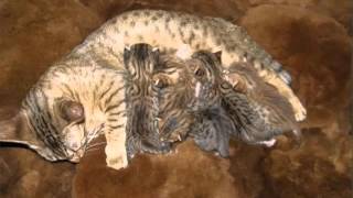 Cheetoh Kittens Picture Ideas Of Cats