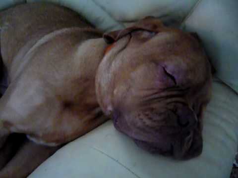 dogue de bordeaux cross pitbull. Dogue De Bordeaux Puppy