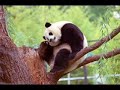 Sexy Panda Bear