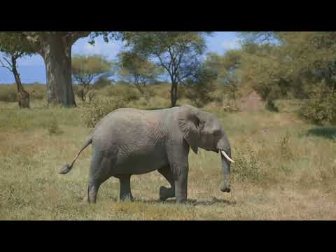 Why African Elephants Are the Ultimate Gentle Giants 🐘💚 | Mind-Blowing Elephant Facts!