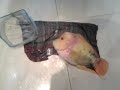 Flowerhorn
